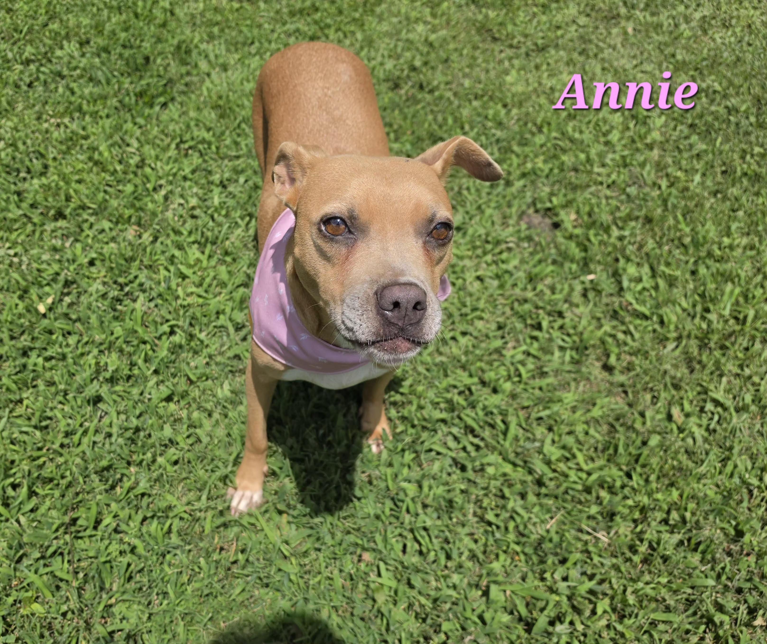 Enlarge Annie, a ADOPTABLE mixed breed in Medfield, MA image 3/5