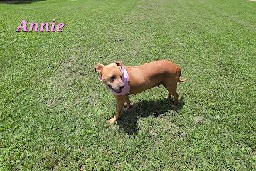 Enlarge Annie, a ADOPTABLE mixed breed in Medfield, MA image 4/5