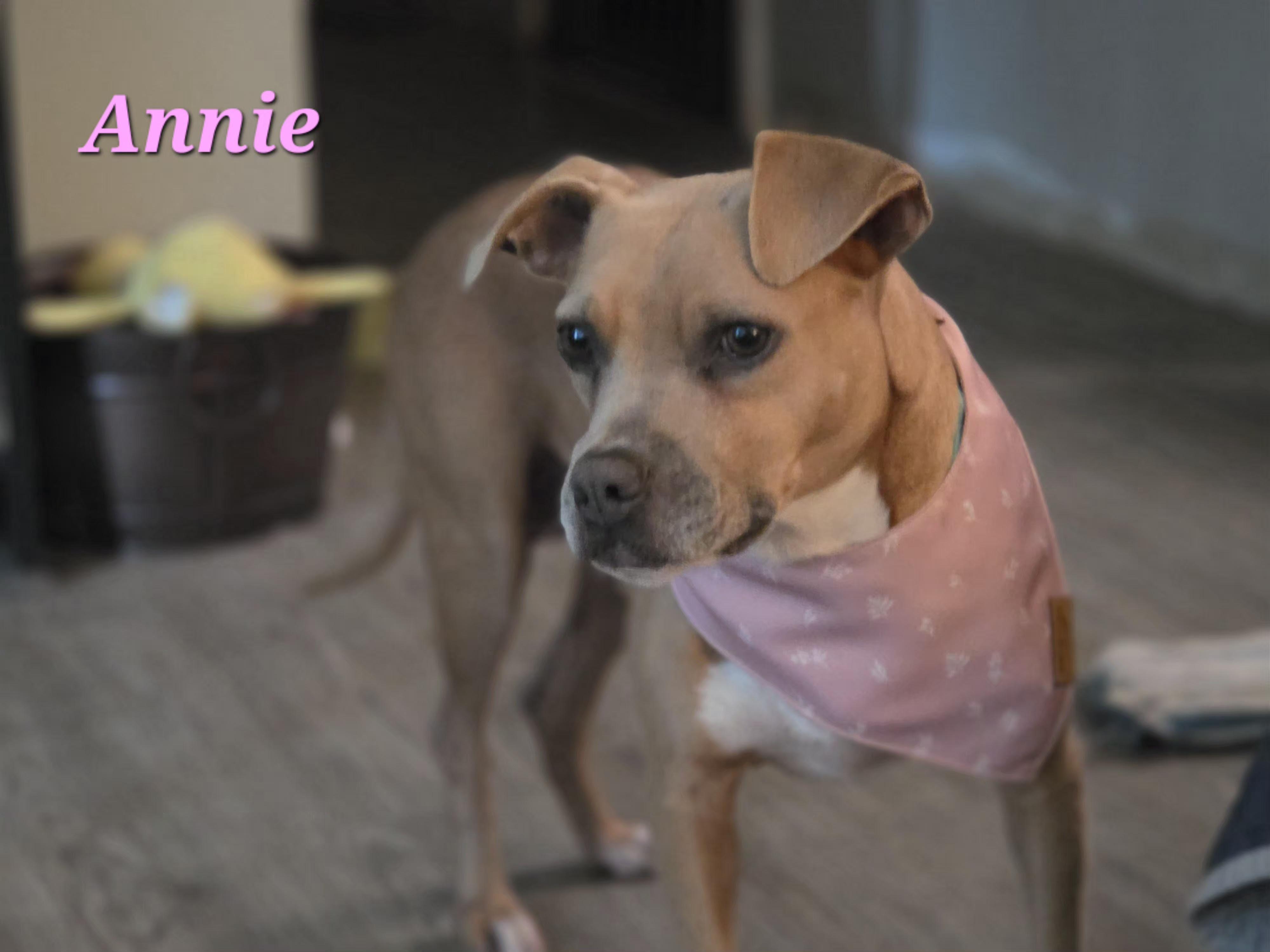 Enlarge Annie, a ADOPTABLE mixed breed in Medfield, MA image 2/5