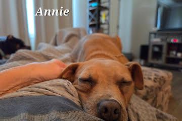 Enlarge Annie, a ADOPTABLE mixed breed in Medfield, MA image 5/5