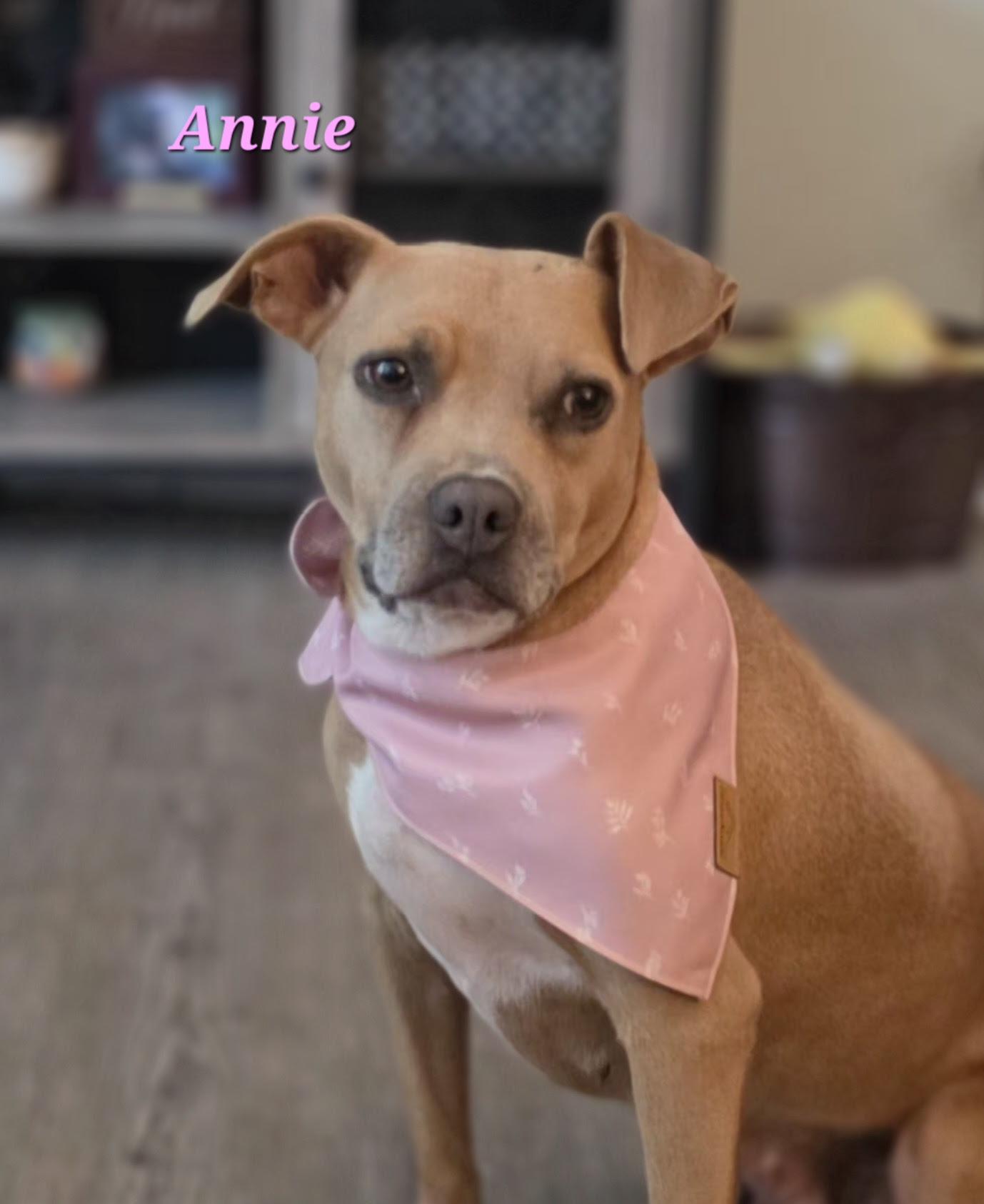 Annie, ADOPTABLE, Senior Female Boxer & Terrier.