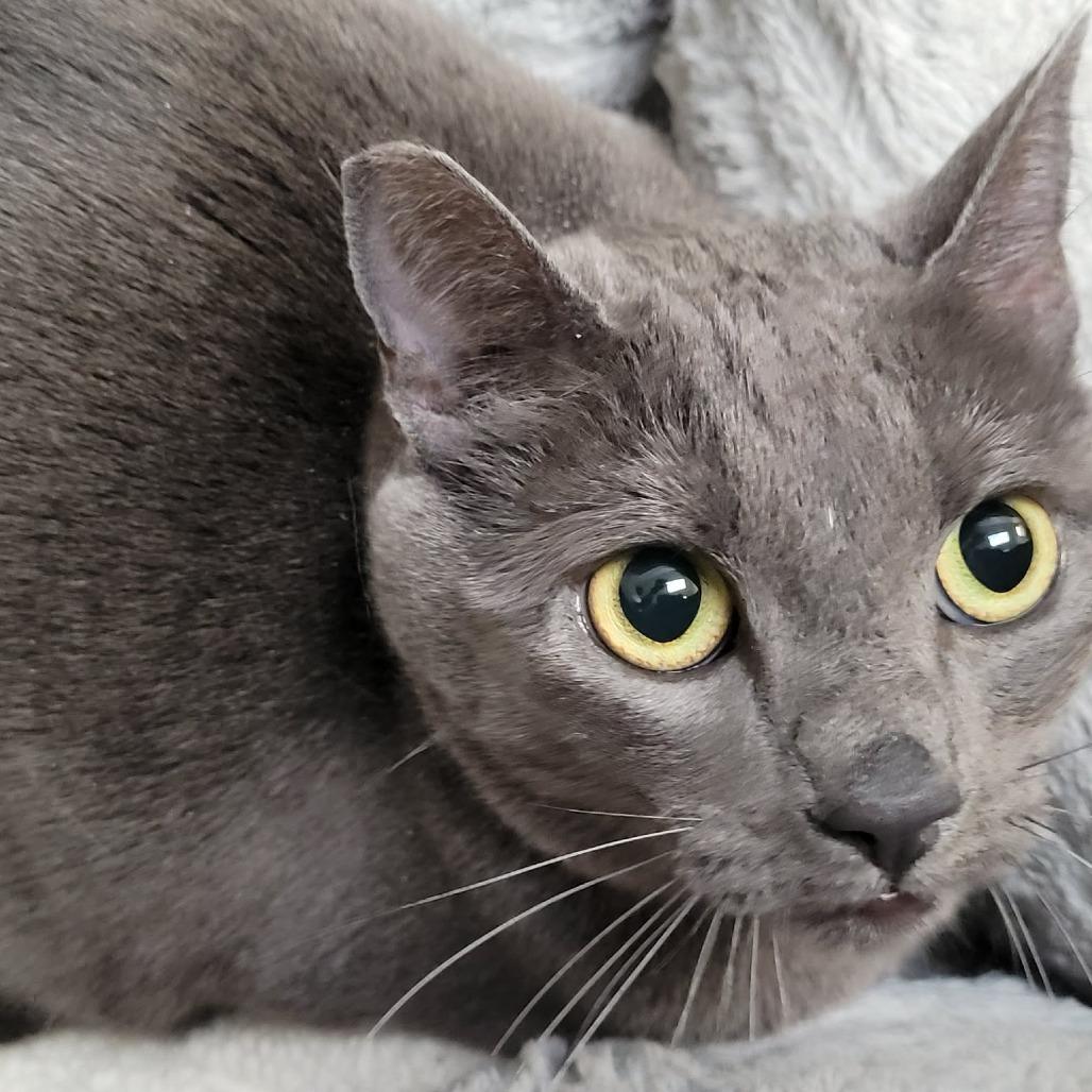 Mochi, Adoptable, Adult Female Domestic Medium Hair.