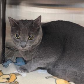 Enlarge Mochi, a Adoptable Domestic Medium Hair in Las Vegas, NV image 2/2