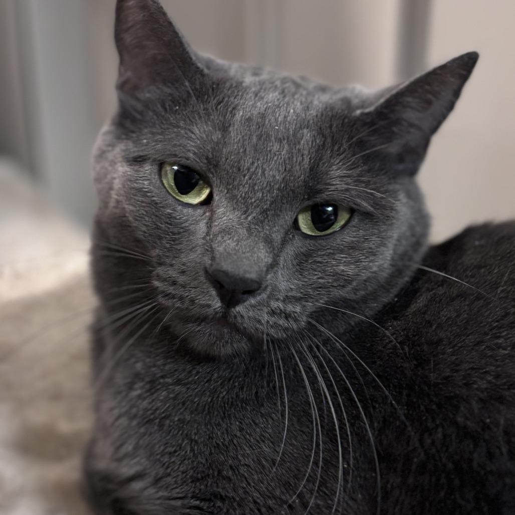 Enlarge Mochi, a Adoptable Domestic Medium Hair in Las Vegas, NV image 3/3