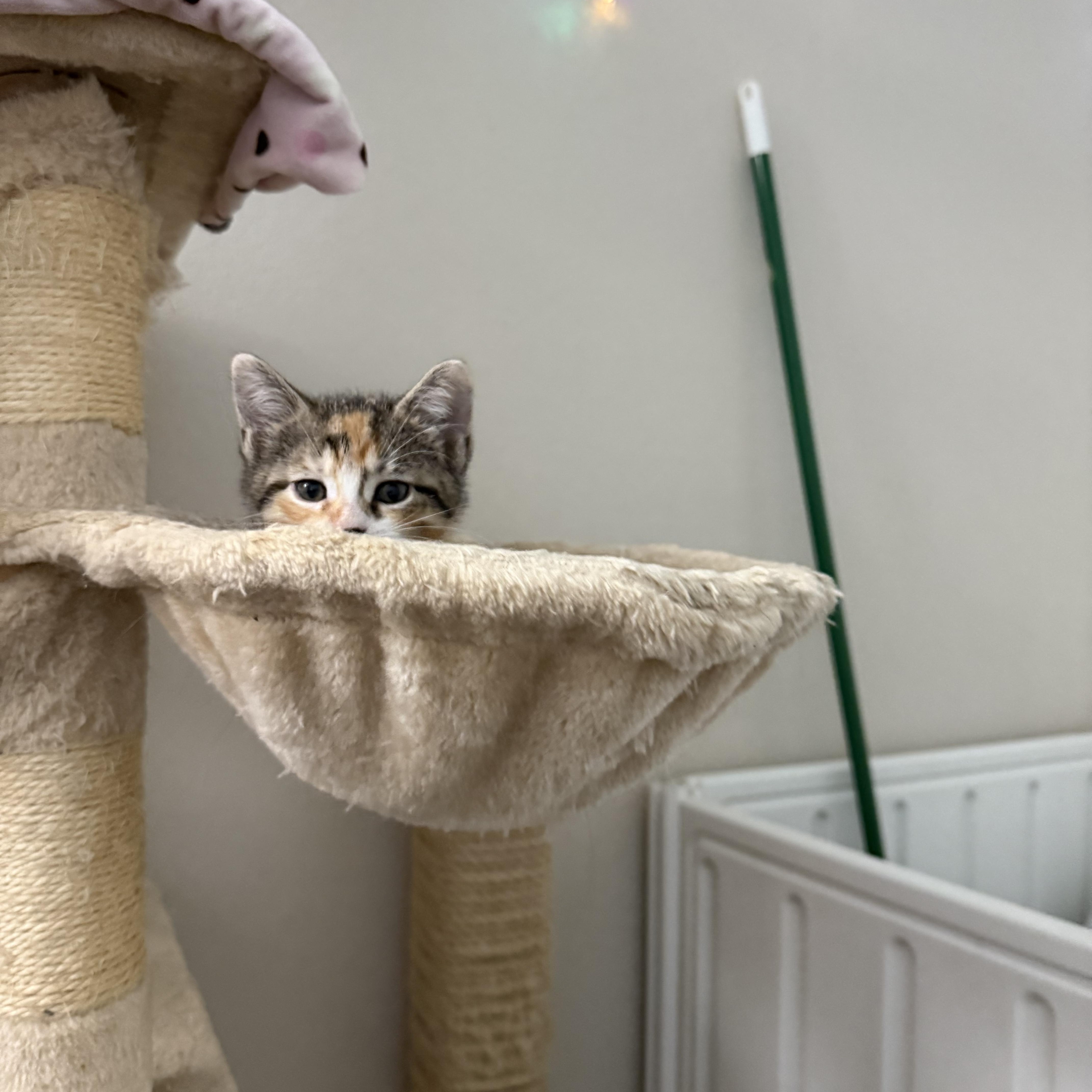 Margo thumbnail 2