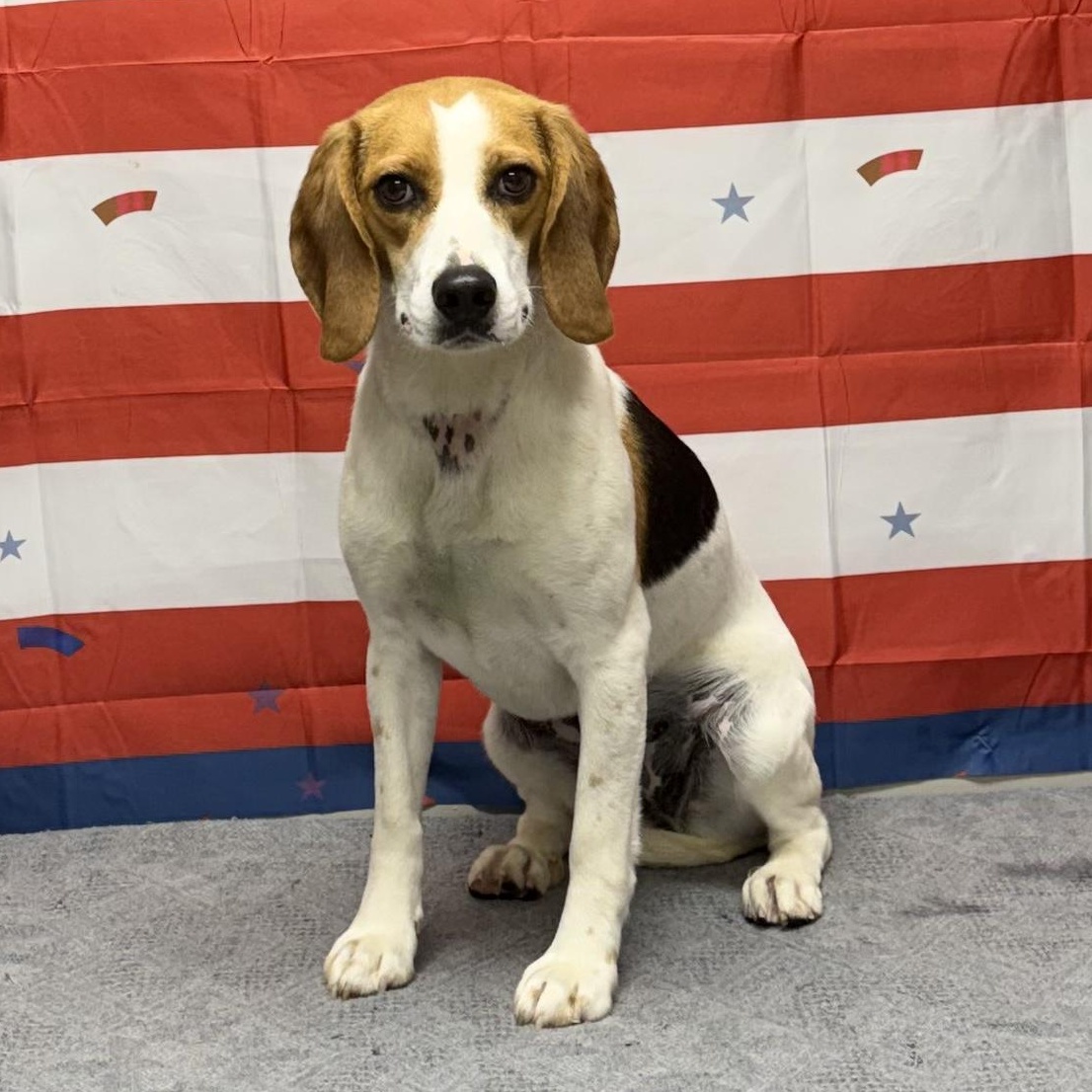 Enlarge Lady, a Adoptable Beagle in Urbana, OH image 1/1
