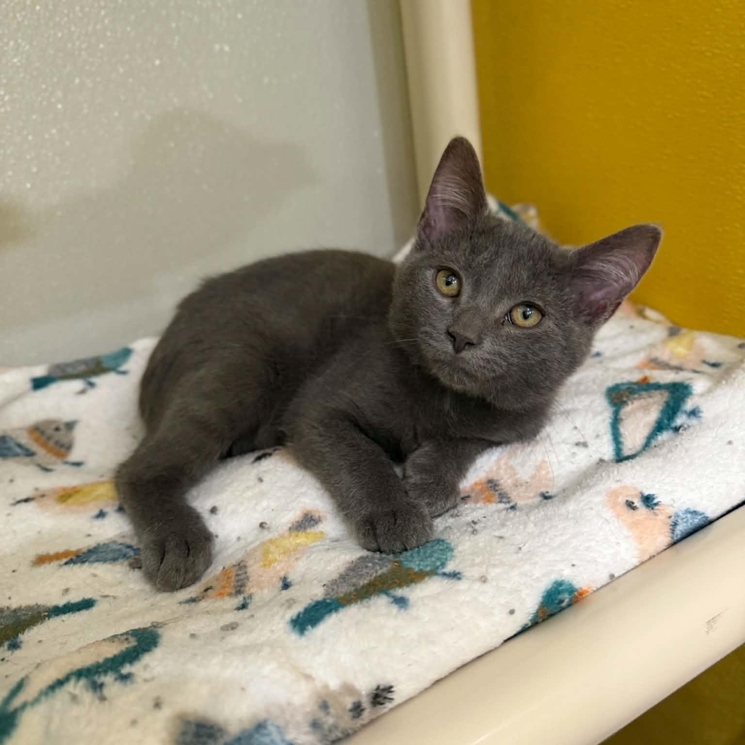 Rogue, ADOPTABLE, Kitten Male Domestic Short Hair.