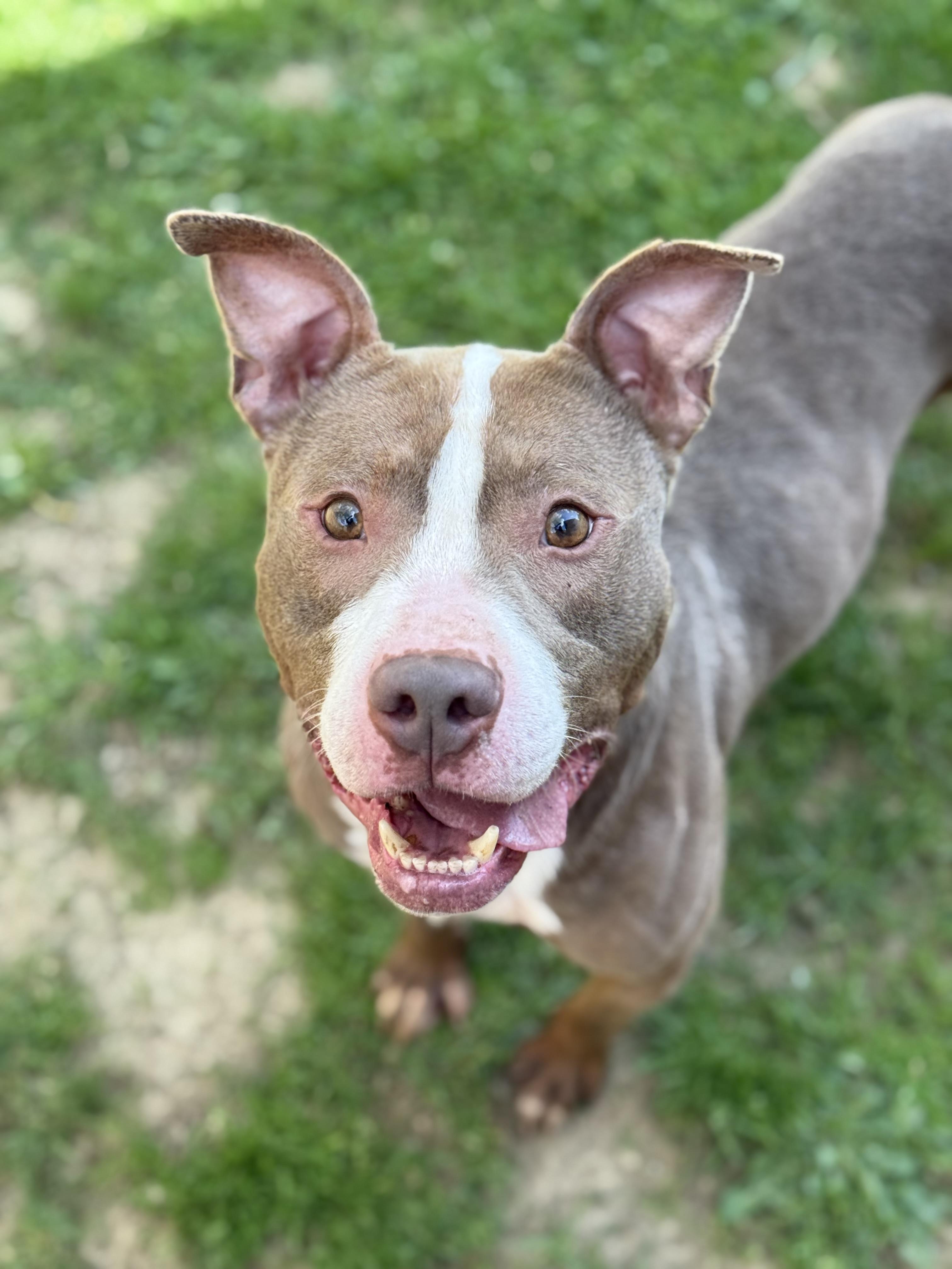 Smokey (Mokey), Adoptable, Adult Male American Staffordshire Terrier.