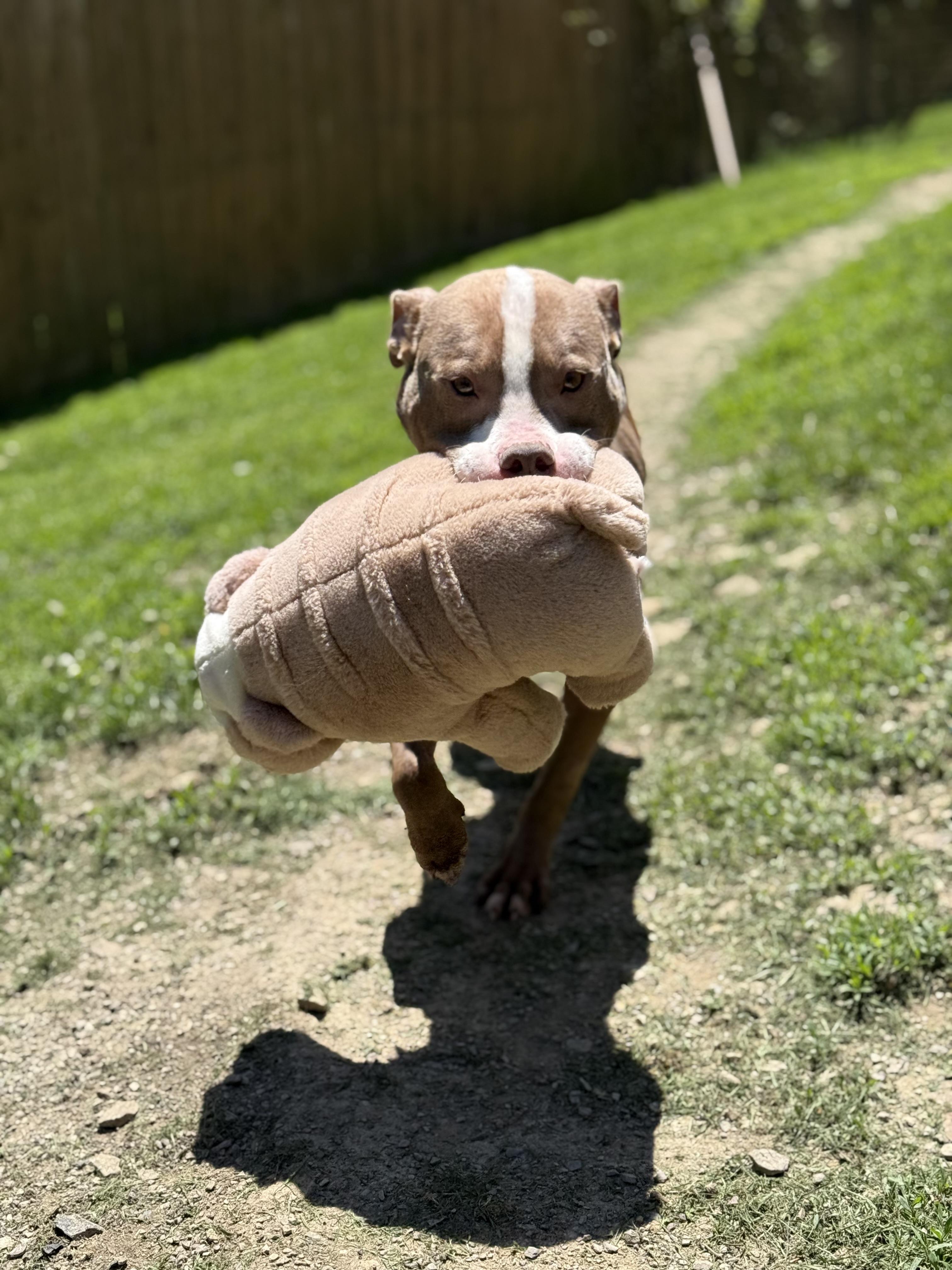 Smokey (Mokey) — thumbnail 2