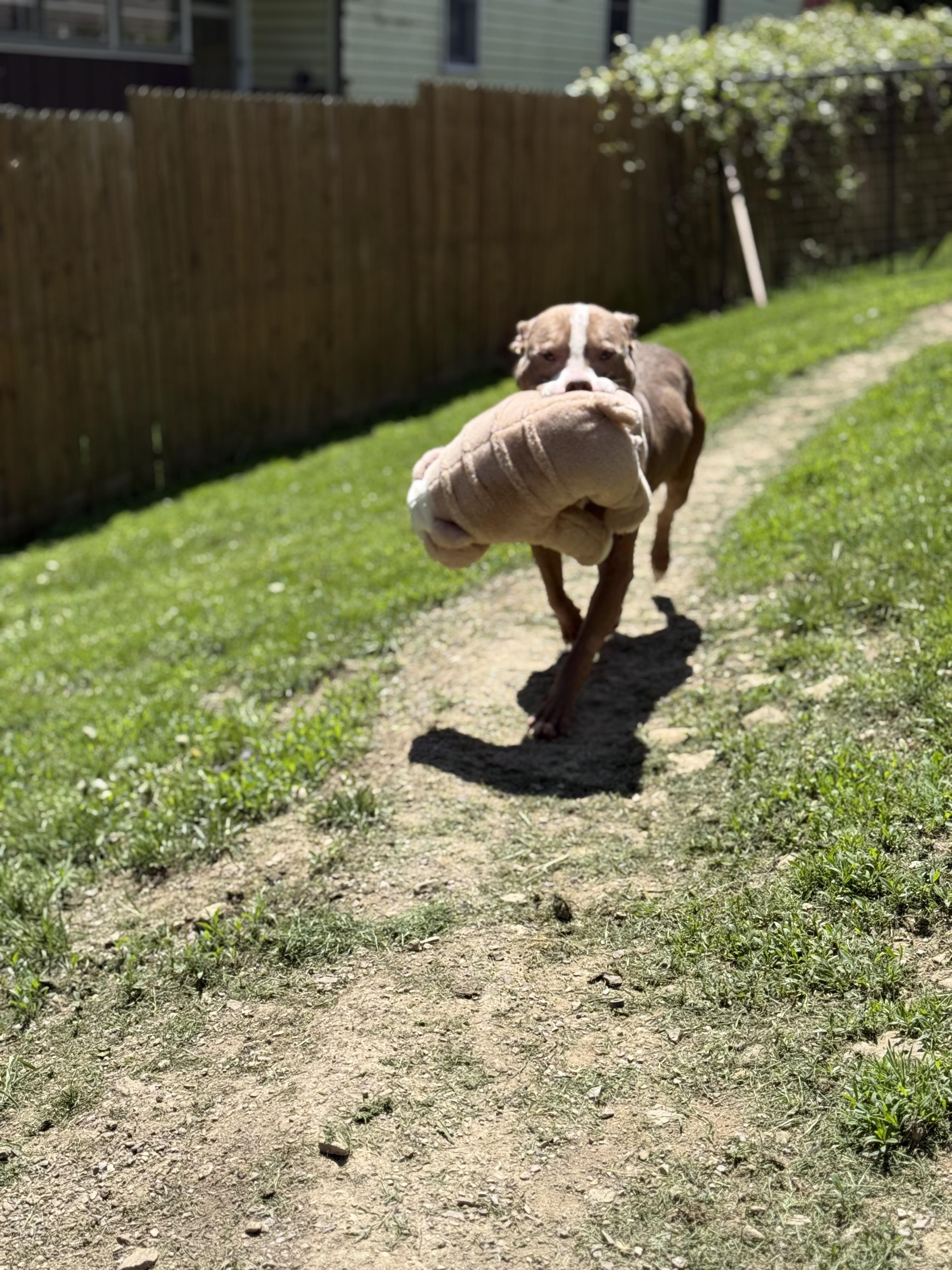 Smokey (Mokey) — thumbnail 4