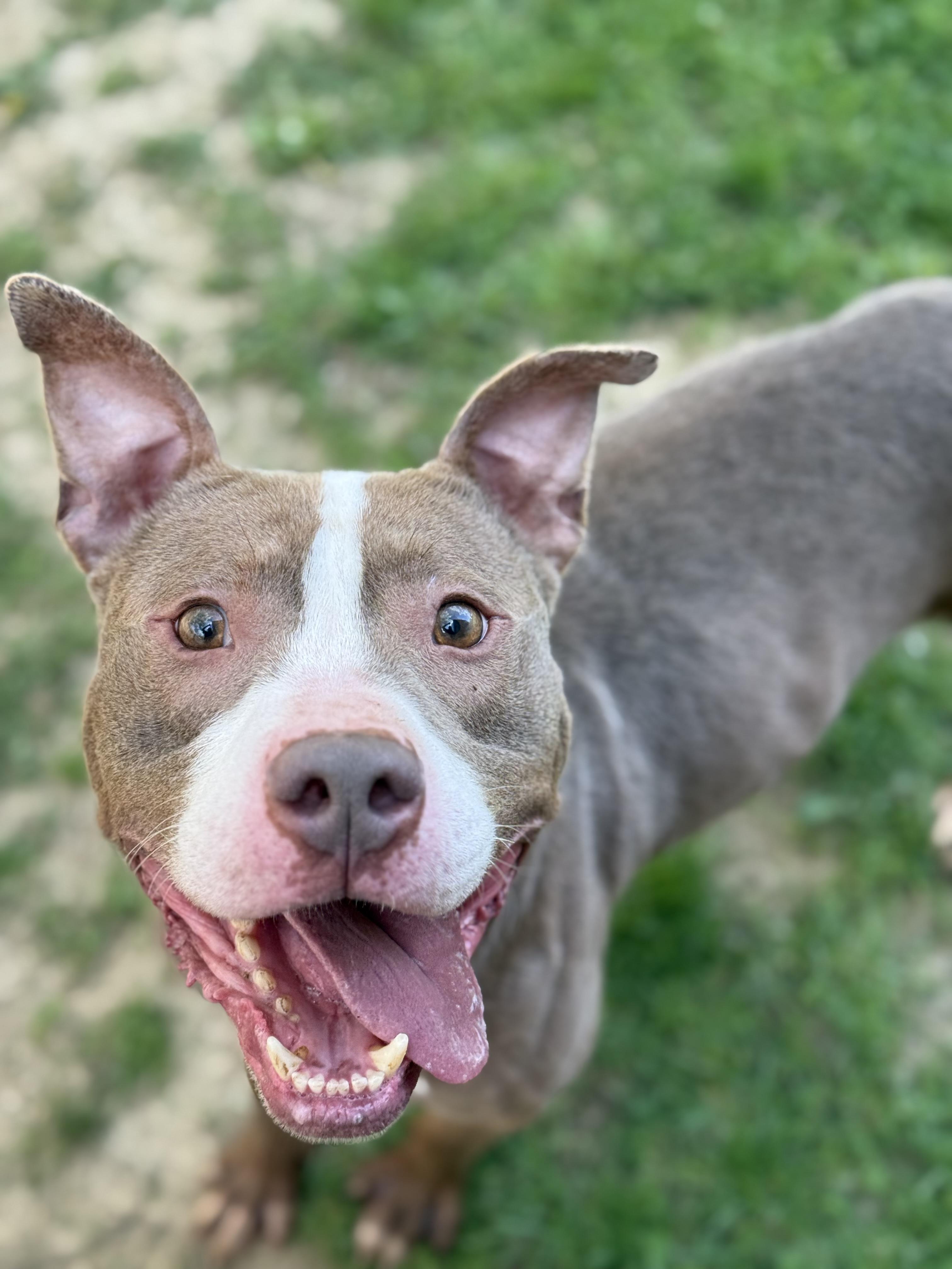 Smokey (Mokey) — thumbnail 6