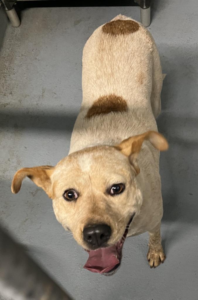 Enlarge Emmy, a Adoptable mixed breed in Cartersville , GA image 1/1