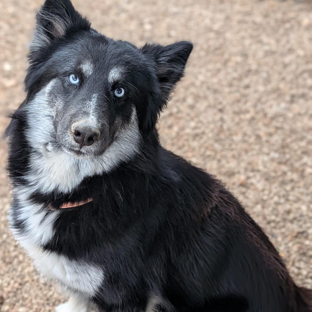 Ray, a Adoptable mixed breed in Buchanan Dam, TX image 1/4