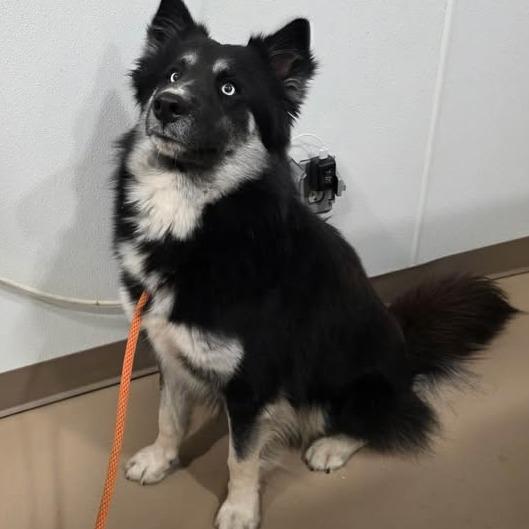 Ray, a Adoptable mixed breed in Buchanan Dam, TX image 2/4