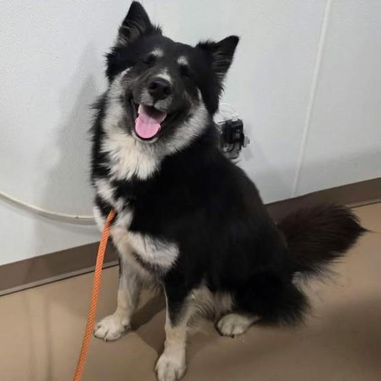 Ray, a Adoptable mixed breed in Buchanan Dam, TX image 3/4