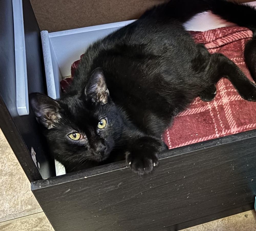 Bond Kittens: Q, Adoptable, Kitten Male Domestic Short Hair.