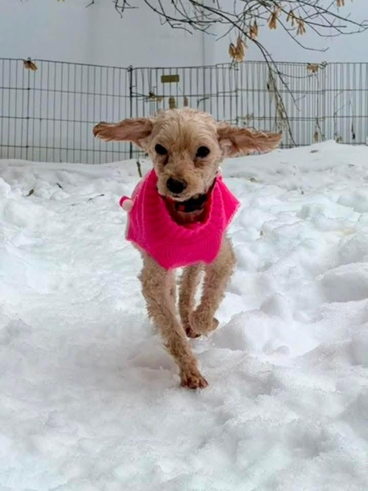 Cheers, Adoptable, Adult Female Poodle.