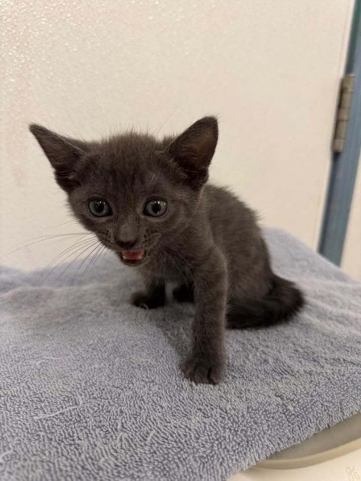 Enlarge ZOE, a Adoptable Domestic Short Hair in Hayward, CA image 1/1