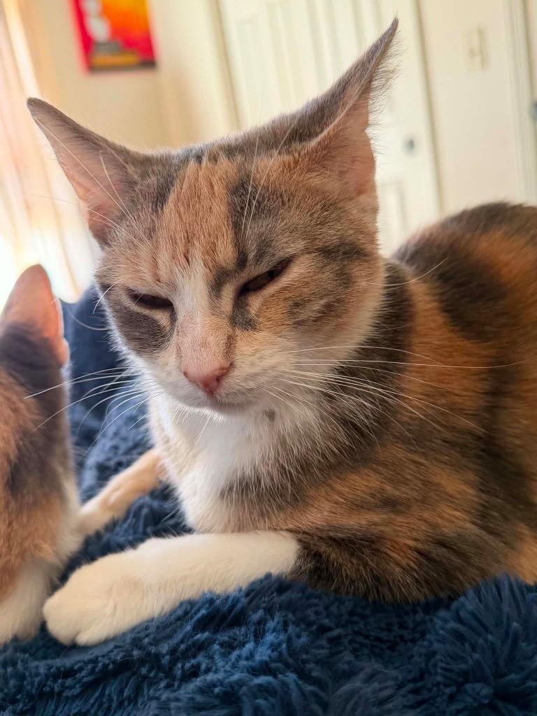 Pearl, Adoptable, Kitten Female Domestic Short Hair.