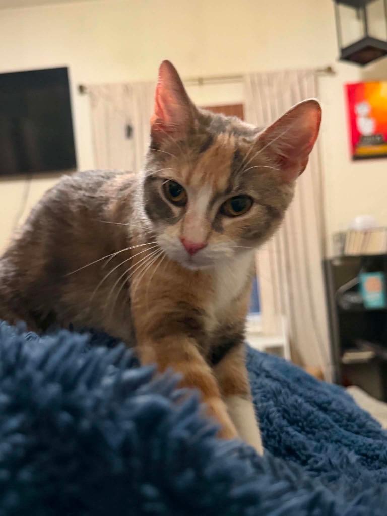 Pearl, a Adoptable mixed breed in Fond Du Lac, WI image 3/5