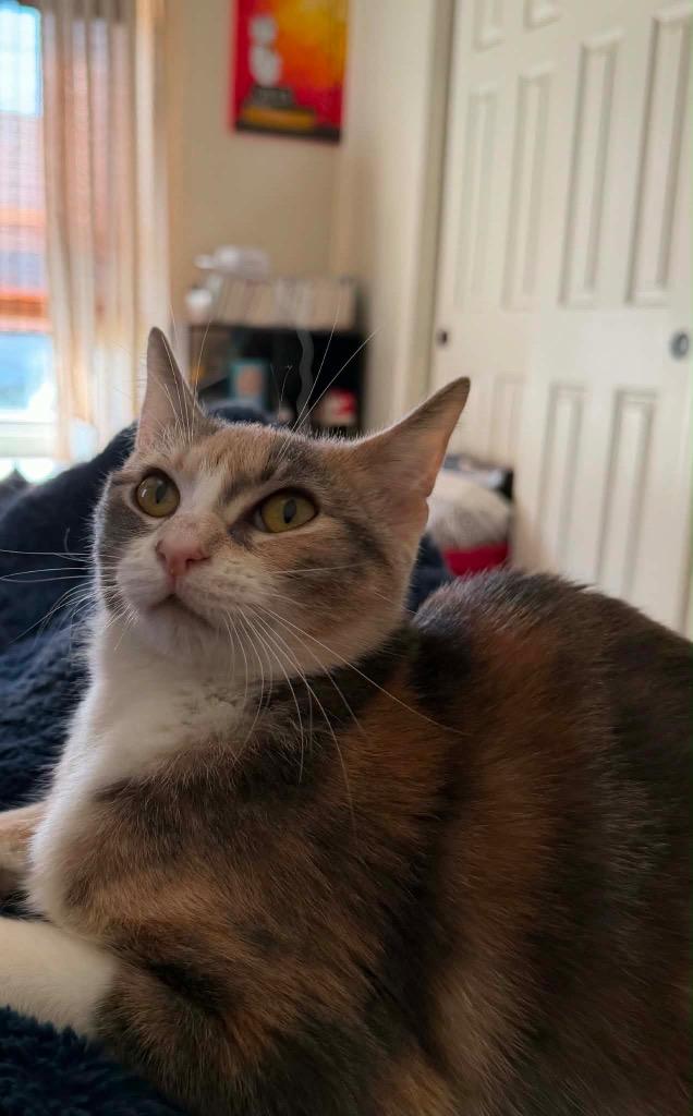 Pearl, a Adoptable mixed breed in Fond Du Lac, WI image 4/5
