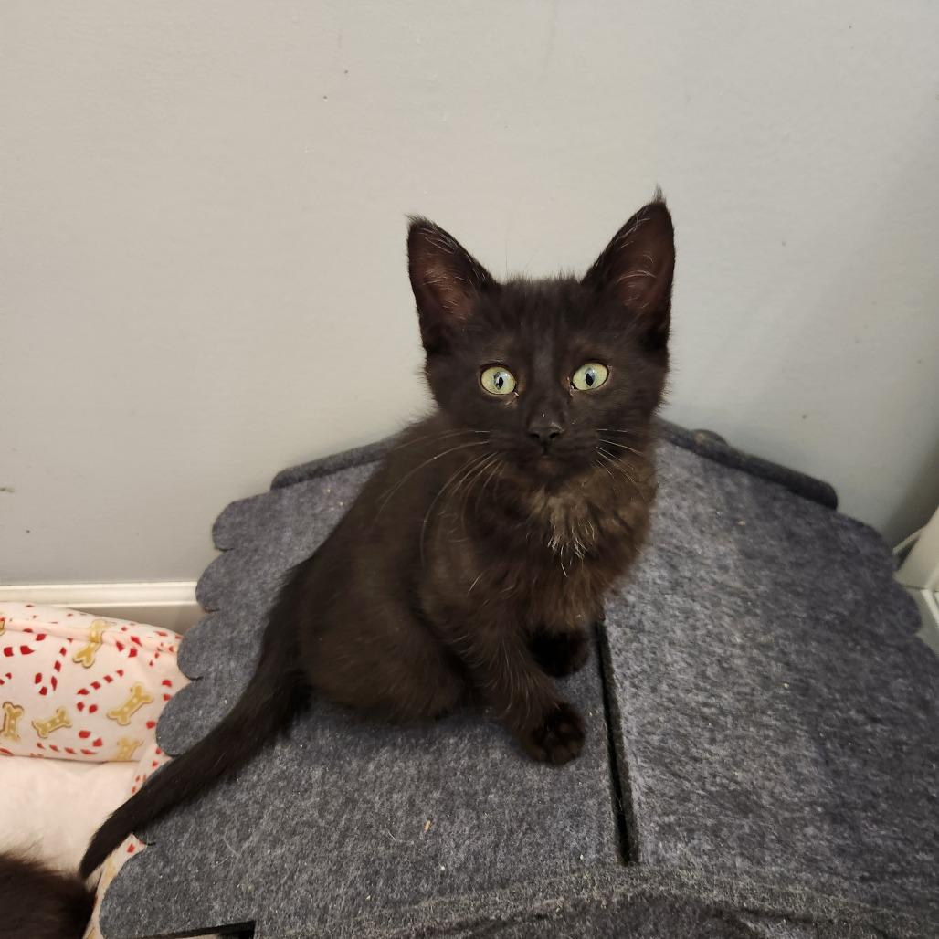 Smokey Bear, Adoptable, Kitten Male Domestic Medium Hair.