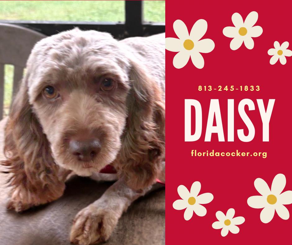 Daisy, Adopted, Adult Female Cockapoo.