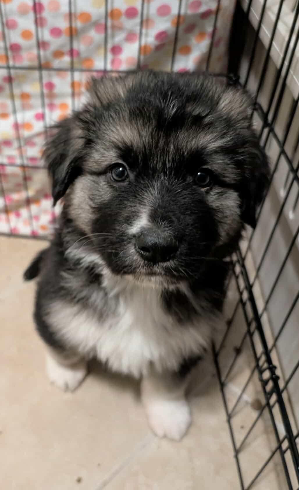 Timon, Adoptable, Puppy Male Great Pyrenees & German Shepherd Dog.
