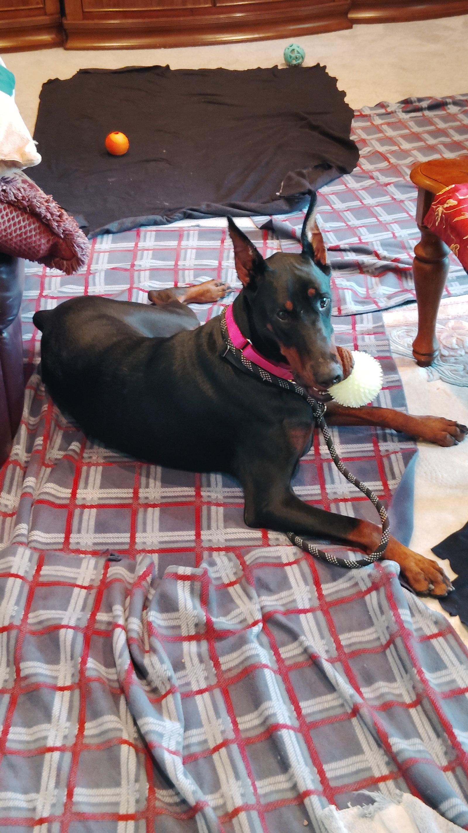 Pi, Adopted, Adult Female Doberman Pinscher.