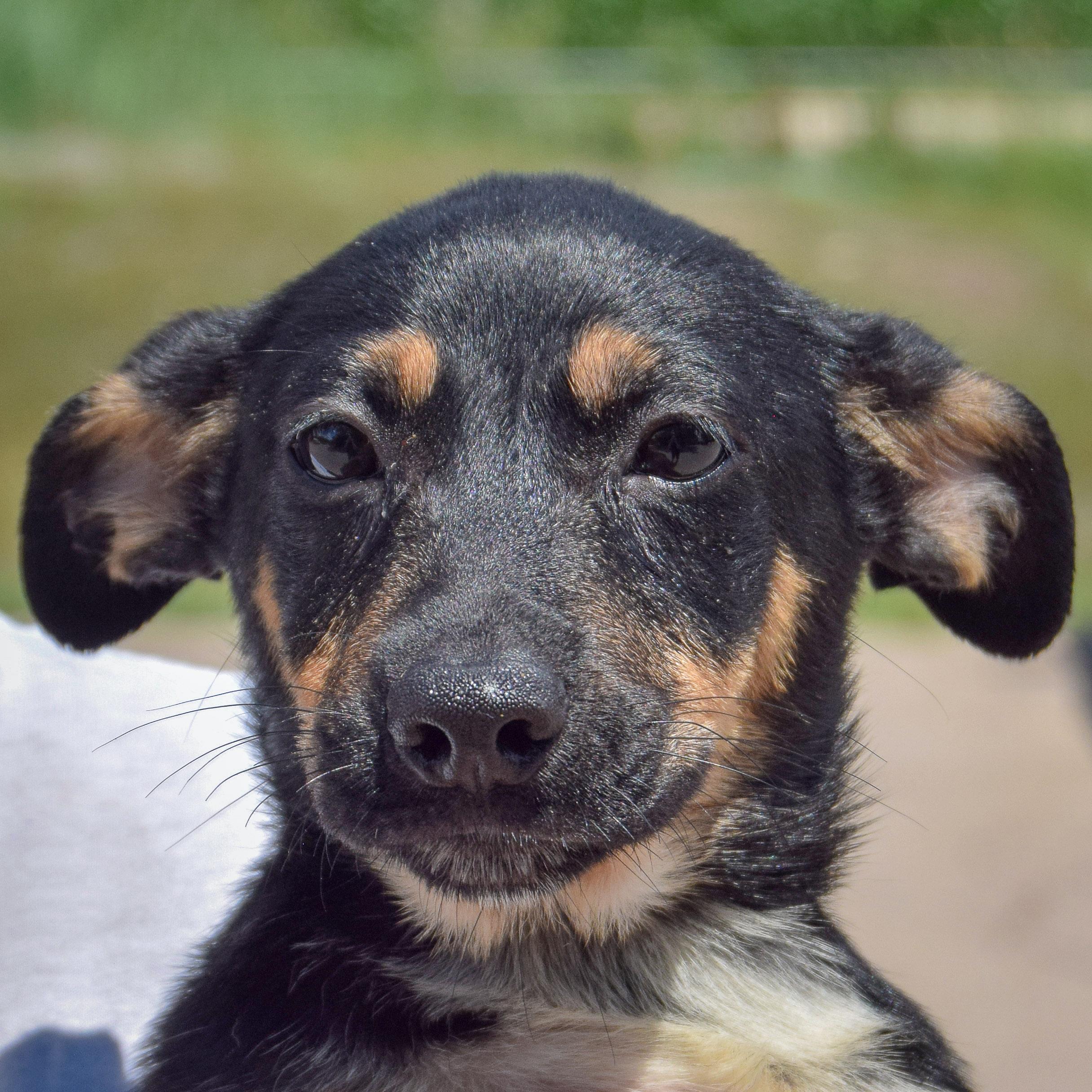 Santitas, Baby Female unknown