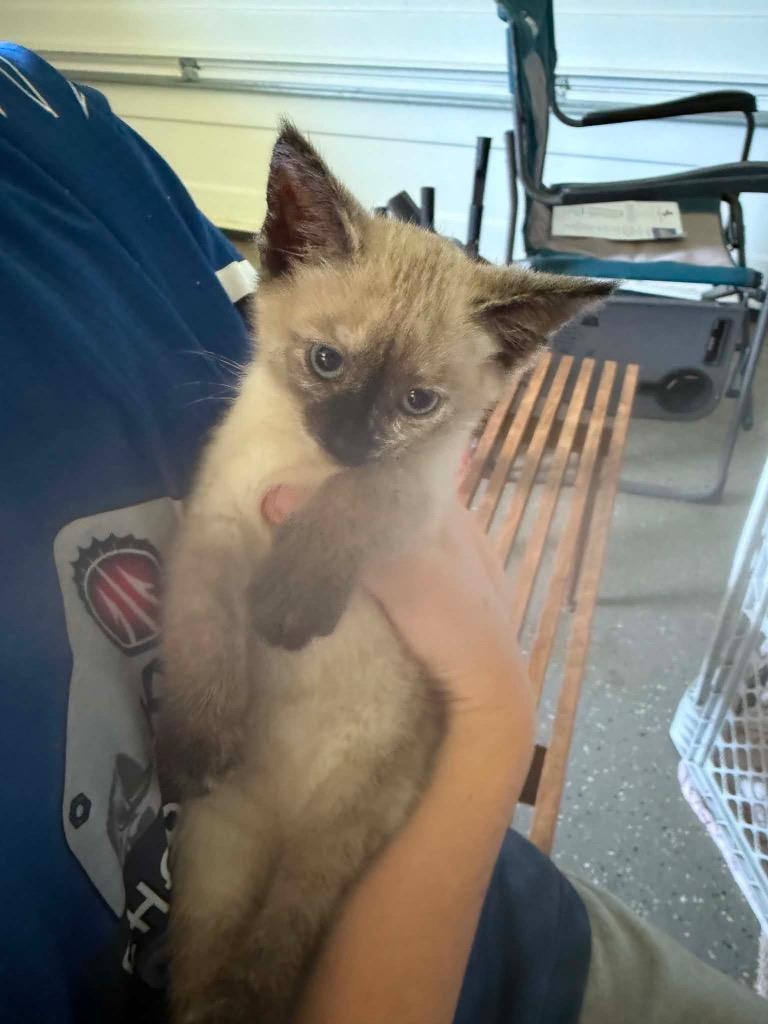 Millie SF, Adoptable, Kitten Female Siamese.