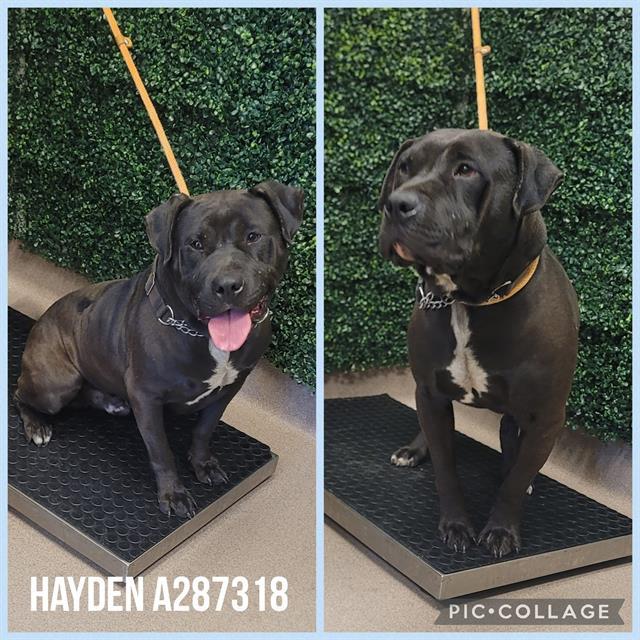 HAYDEN, Adoptable, Young Male American Bulldog & Mixed Breed.