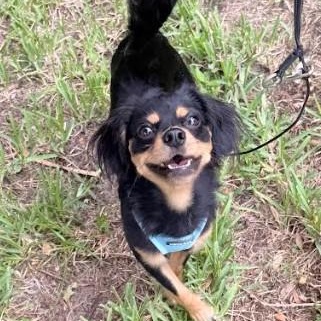 Enlarge Levi, a Adoptable mixed breed in Palm Harbor, FL image 3/6
