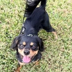 Enlarge Levi, a Adoptable mixed breed in Palm Harbor, FL image 5/6