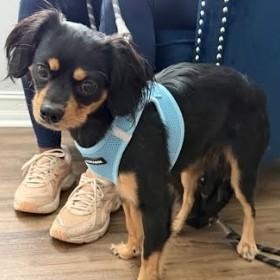 Enlarge Levi, a Adoptable mixed breed in Palm Harbor, FL image 4/6