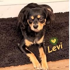 Enlarge Levi, a Adoptable mixed breed in Palm Harbor, FL image 2/6