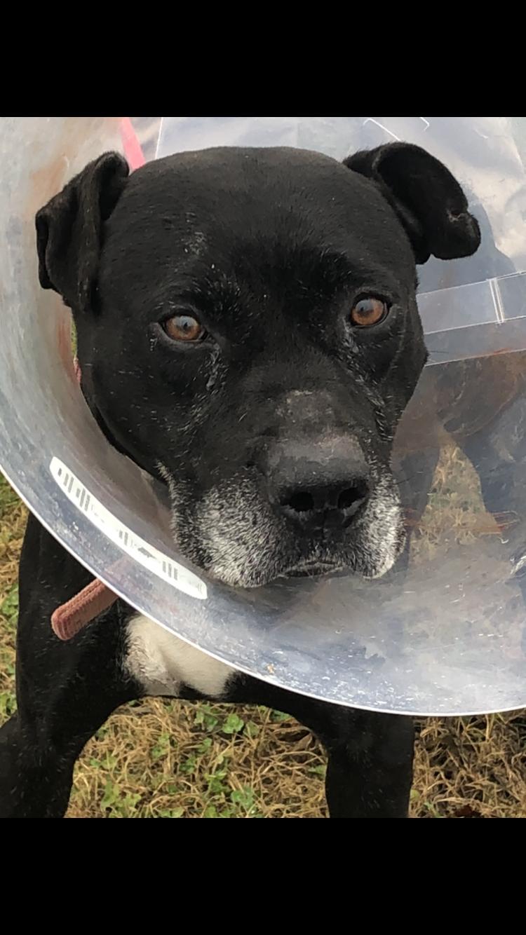 Enlarge Murphy, a Adoptable mixed breed in Louisville, KY image 3/6