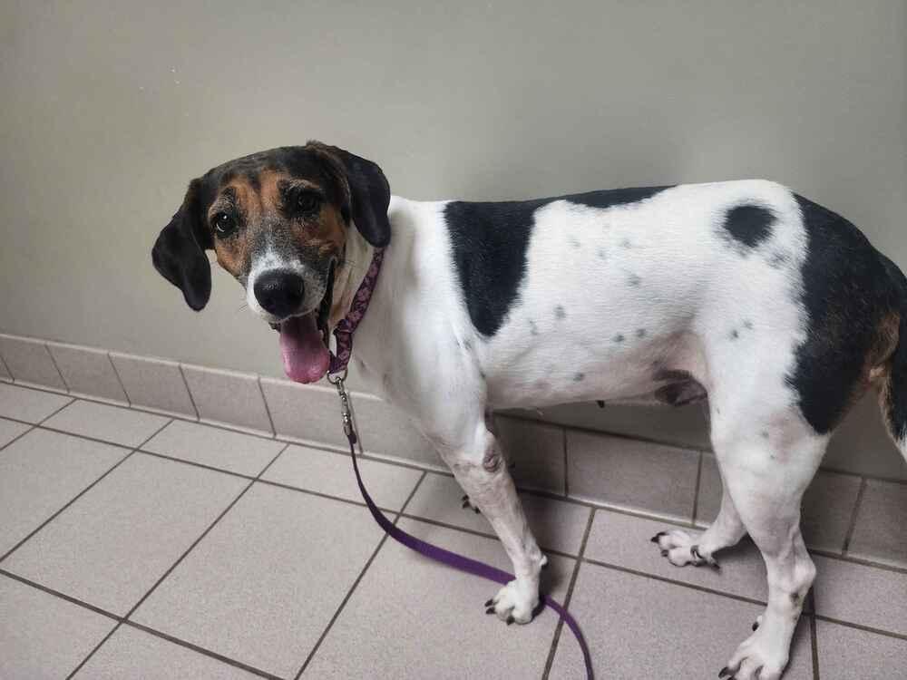 Enlarge Dolly, a Adoptable mixed breed in Grand Rapids, MI image 1/6