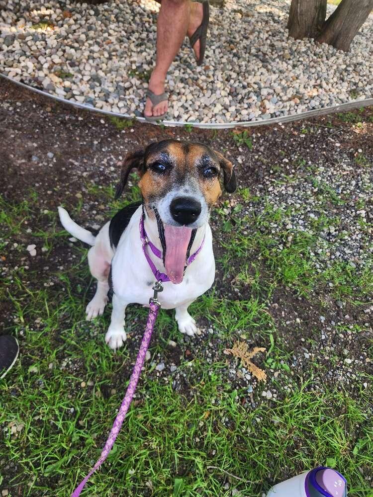 Enlarge Dolly, a Adoptable mixed breed in Grand Rapids, MI image 2/6