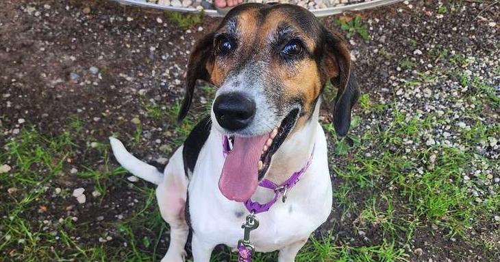 Enlarge Dolly, a Adoptable mixed breed in Grand Rapids, MI image 3/6