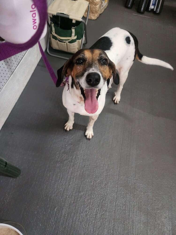 Enlarge Dolly, a Adoptable mixed breed in Grand Rapids, MI image 4/6