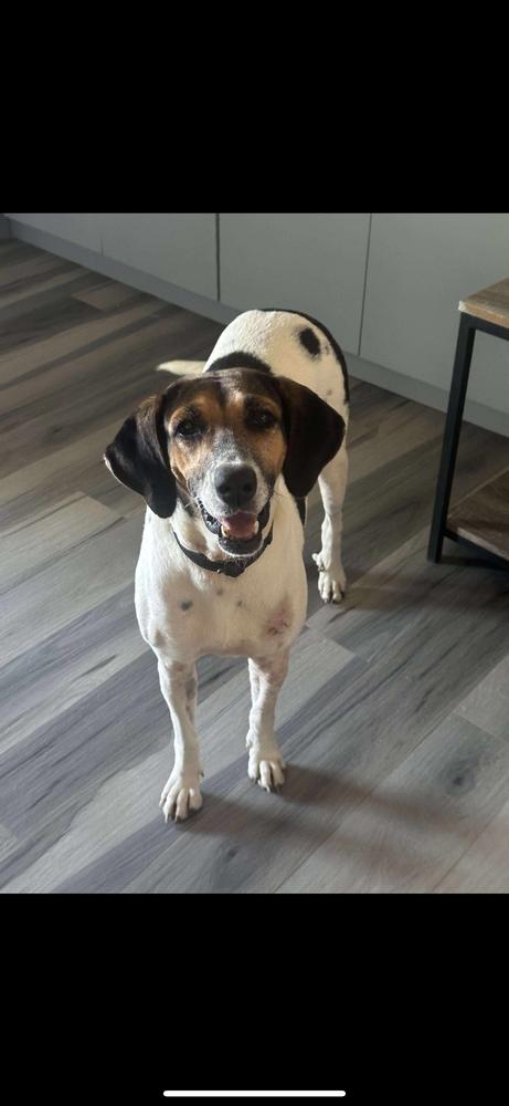 Enlarge Dolly, a Adoptable mixed breed in Grand Rapids, MI image 5/6