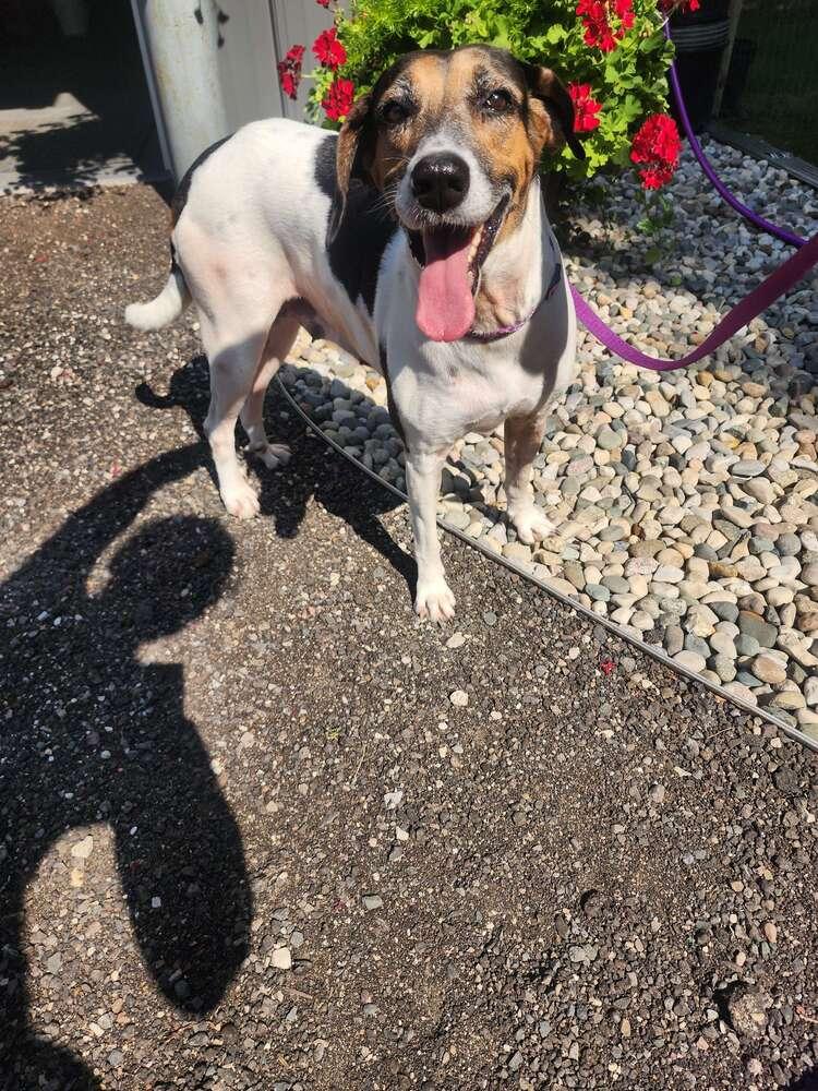 Enlarge Dolly, a Adoptable mixed breed in Grand Rapids, MI image 6/6