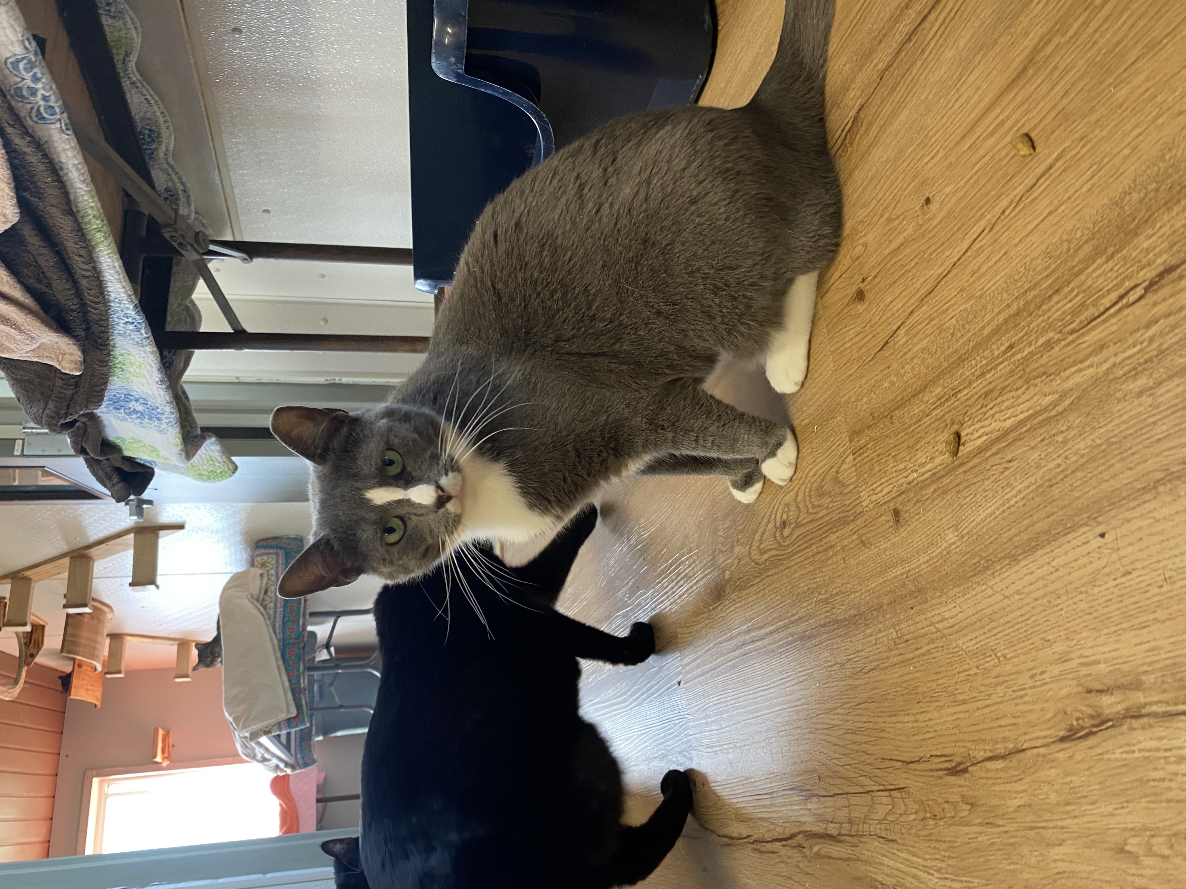 Kevin, Adoptable, Adult Male Domestic Short Hair.