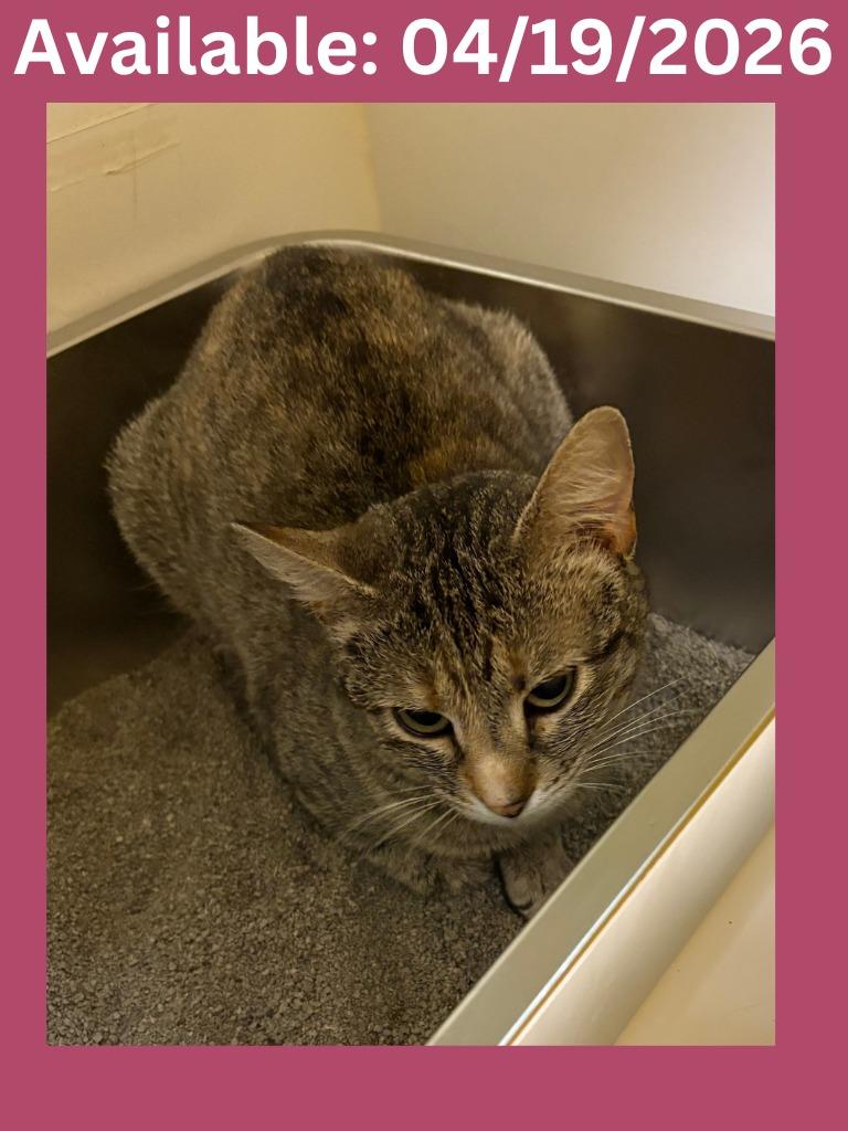 Enlarge PetCo Condo #4, a Adoptable mixed breed in Greenville, TX image 1/5