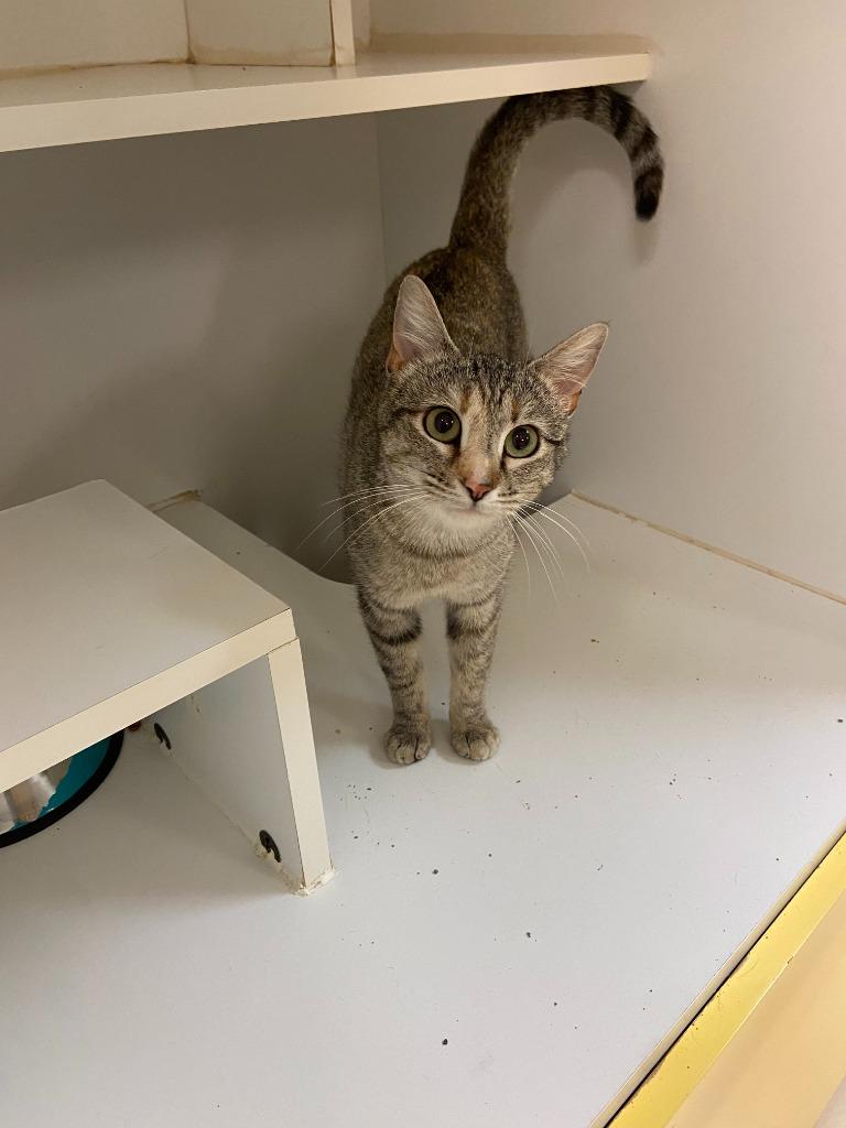 Enlarge PetCo Condo #4, a Adoptable mixed breed in Greenville, TX image 2/5
