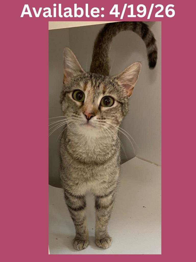 Enlarge PetCo Condo #4, a Adoptable mixed breed in Greenville, TX image 3/5