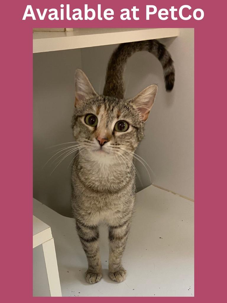 Enlarge PetCo Condo #4, a Adoptable mixed breed in Greenville, TX image 4/5