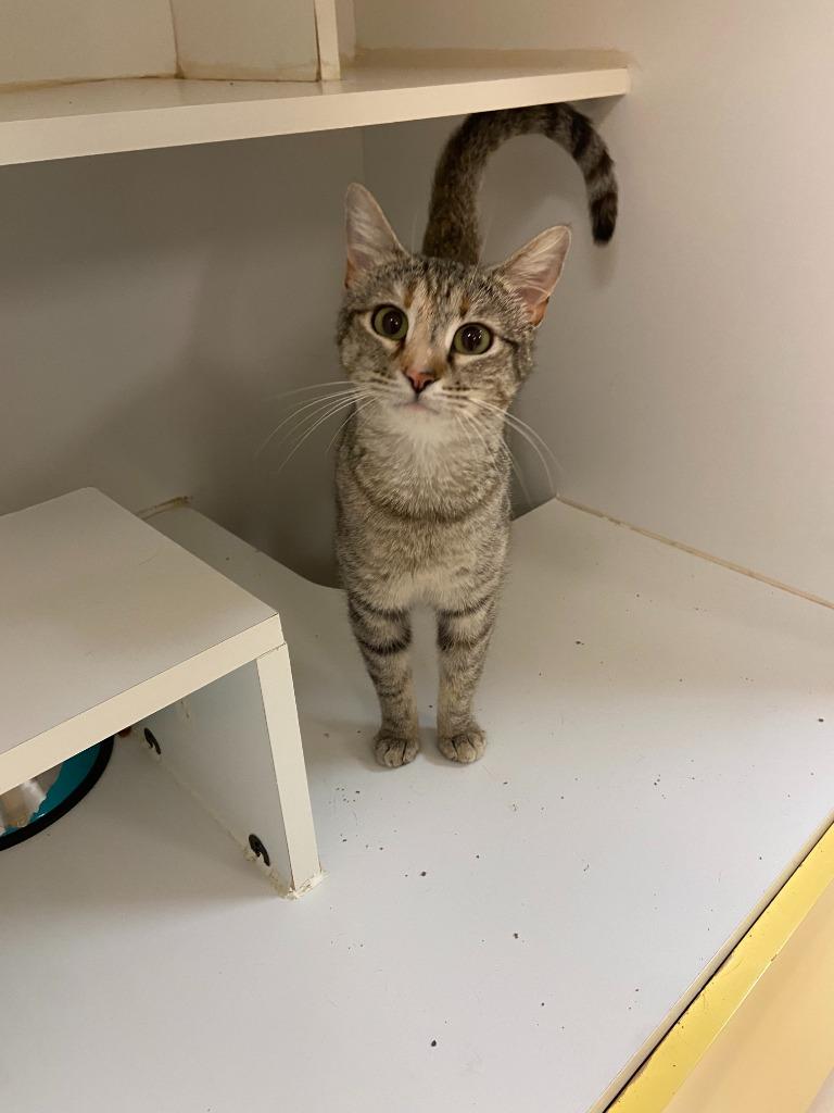 Enlarge PetCo Condo #4, a Adoptable mixed breed in Greenville, TX image 5/5