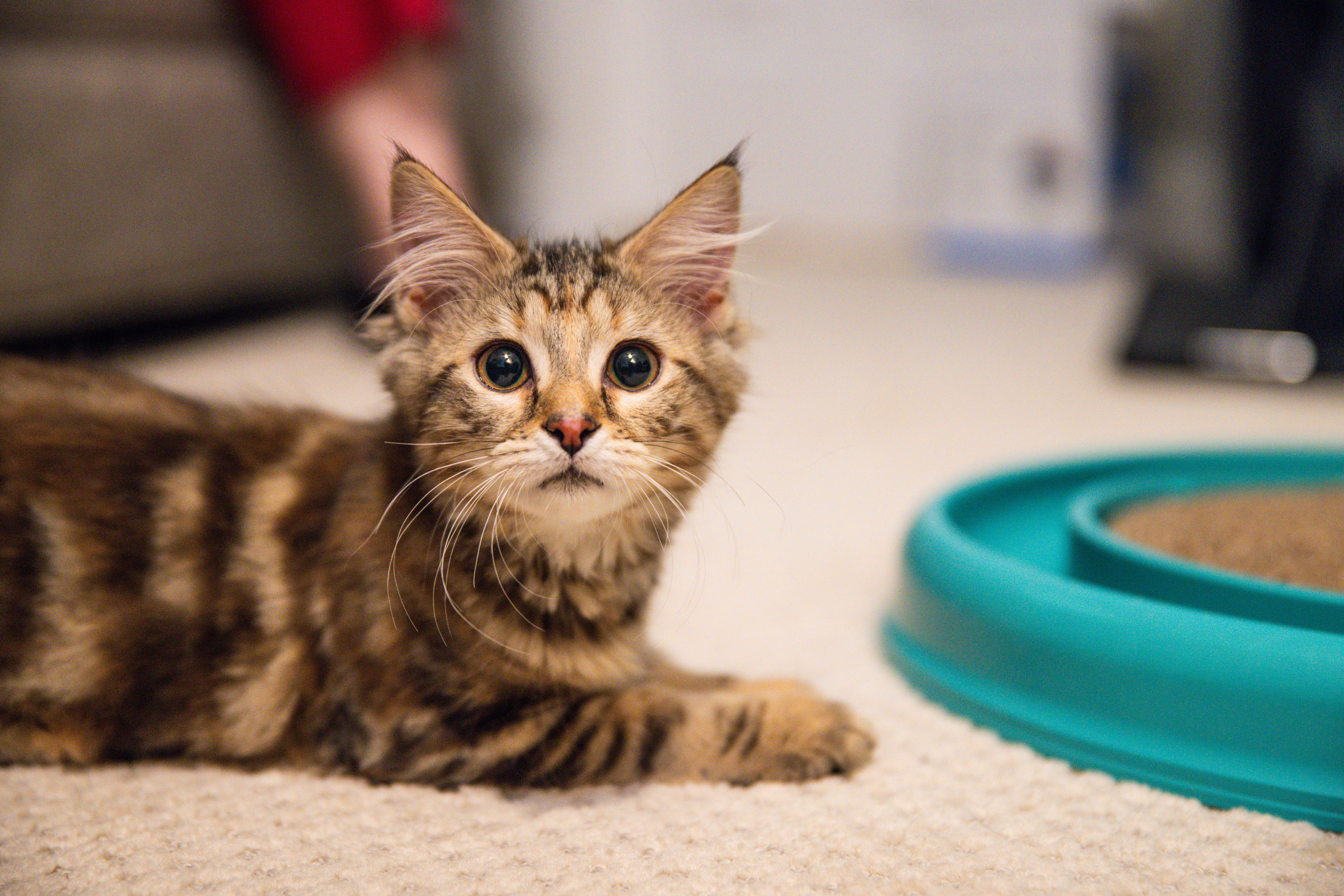Carmela (Soprano), Adoptable, Kitten Female Domestic Medium Hair.